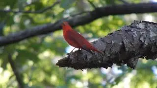 Beautiful Summer Tanager Songs