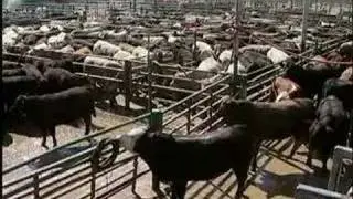 Part 1 of 3:  Humane Animal Handling in the Meat Industry