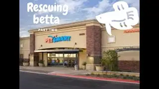 Betta Rescue Update !!