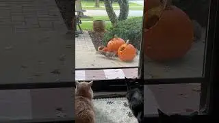 Cat Observes Furry Intruders Feast on Pumpkin - 1656450