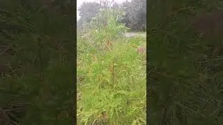How fast do Cedar trees grow? pine? #foodforest #permaculture #forestgarden