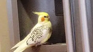 Birb