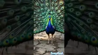 Peacock Opens Feathers and Sings Beautifully#peacock#birds #nature #status #youtubeshorts #trending