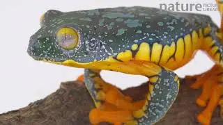 Slow motion clip of a Leaf frog (Cruziohyla craspedopus) turning around, Ecuador.