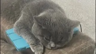 Никуся…