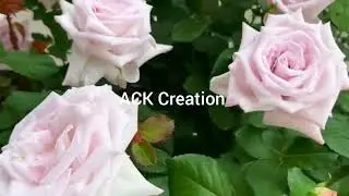 Beauty of nature #rose#flower garden #viral video #video #beautiful rose nature #tulip#spring#garden