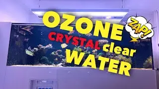 ОЗОН в рифовых аквариумах &mdash; это потрясающе