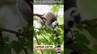 #lemurcatta #ringtailed lemur #shorts #ytshorts #shortvideo