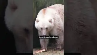 Meet the Rare Pizzy Bear | Polar-Grizzly Hybrid Explained