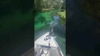 See That? #floridaadventures #exploreflorida #floridatravel #river #fishing