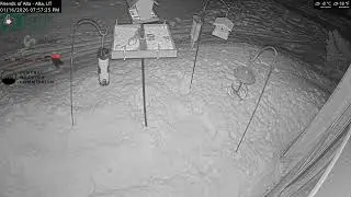 2026-01-16 - Day - Friends of Alta - Alta, UT - Live Stream Bird Feeder Cam (FiRN)