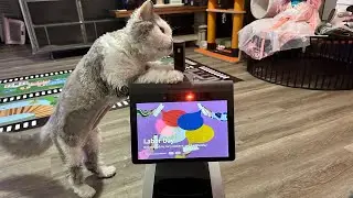 LOOI & Friends - Happy Labor Day Livestream!