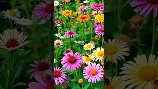 Did you know plants can smell?