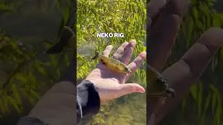 Одна приманка, три способа подачи | Панорама Plump | Рыбалка &laquo;Шестое чувство&raquo;