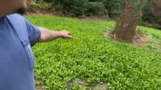  brassicas food plot update #3! #foodplot #hunting #nature 