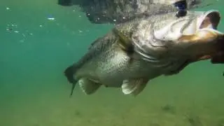 5 Crazy Huge Bass (19 POUNDER!)