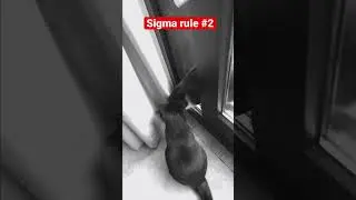 Sigma cat lets Beta cat know it&rsquo;s place in the hierarchy