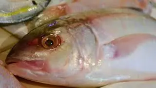 FRESH POMPANO FISH - Ultra HD 4K.