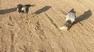 Crow family is ambushed by competition / На семью ворон напал клан конкурентов