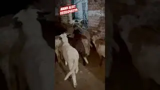 long tail sheep available for sale in karachi #shortvideo