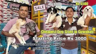 Cheapest Dog 🐶 Store In Guwahati || Starting Price Rs.3000&rsquo;&rsquo; Home Delivery Also🚚 Available