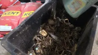 Re filling the worm breeding bins