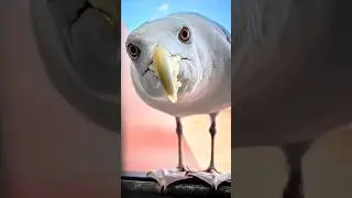 Curious Seagull: What Are You Looking At, Human? 😂  #Birds #Humor #Animals