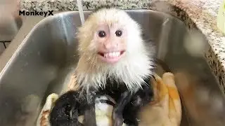 Baby Monkey Loves Hot Bath