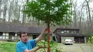 Shows how to wrap the Tree Bark Repair Tape Deer Damage Repellent