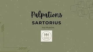 Sartorius Palpation