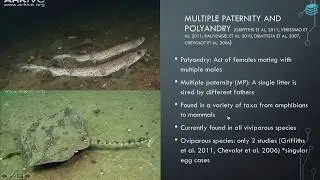 Jessica Jang Presents: Reproductive Strategies of the Big Skate with evidence of multiple paternity.