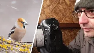 Bird Photography From a Hide - In Perfect SNOW (Canon 1DX & EF 400mm F/5.6 Lens)