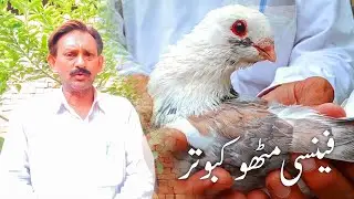 fancy Mithu pigeon. Shah Jee Info and Tech. #pigeon #birds #review #review #kabutar #fancypigeon