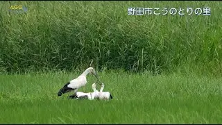 野田市こうのとりの里 XIII