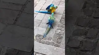 ALLAH ALLAH, TURŞU, PAŞA KOVALIYOR
