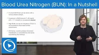 Blood Urea Nitrogen (BUN): In a Nutshell &ndash;Med-Surg | Lecturio Nursing