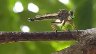 Neomochtherus | Robber flies | 4k #shorts