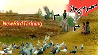 آج ہے کبوتروں کا ٹریننگ ڈے | استاد جی نے کمال کر دیا 😲#Bird Uraan Pk