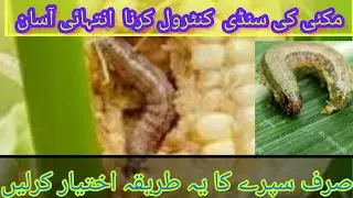 Maize diseases and their control 🔥 |corn crop diseases ||fall army worm control@kasbehalal2574