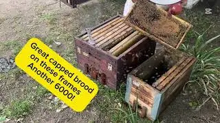 Weak swarm to 35,000 