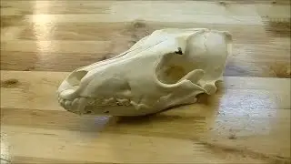 Три Ствола: Апокалипсис!