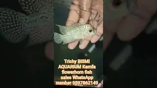 Trichy BISMI AQUARIUM Kamfa flowerhorn fish sales WhatsApp number 9597862149