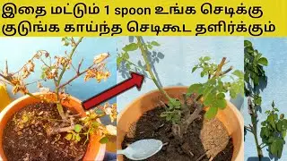 காய்ந்த செடிகூட தளிர்க்கும் இதை 1 spoon மட்டும் குடுங்க || How to revive almost dead plants