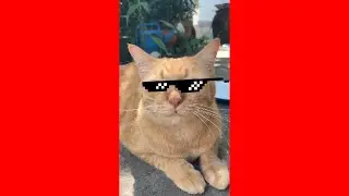 Richy : a THUG LIFE cat