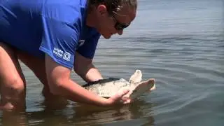 Watch Rescue Clearwater, Real Life Follow Up to Dolphin Tale