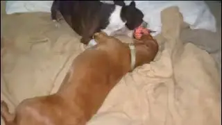 Santa made theses 2 very happy.#newtoy #funnypet #doxielove #MiniDashhound 