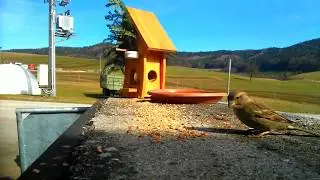 Die Spatzen 🐦