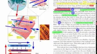 Fishes | Evolutionary Pressures | Gas Exchange, Swim bladder, Buoyancy