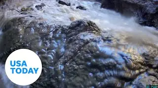 Endangered Devils Hole pupfish shaken by a 7.0 magnitude earthquake | USA TODAY