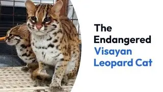 The Visayan Leopard Cat #endangeredspecies #visayanleopardcat #leopard #maral #lovephilippines